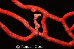 Hippocampus denise in orange variation by Reidar Opem 